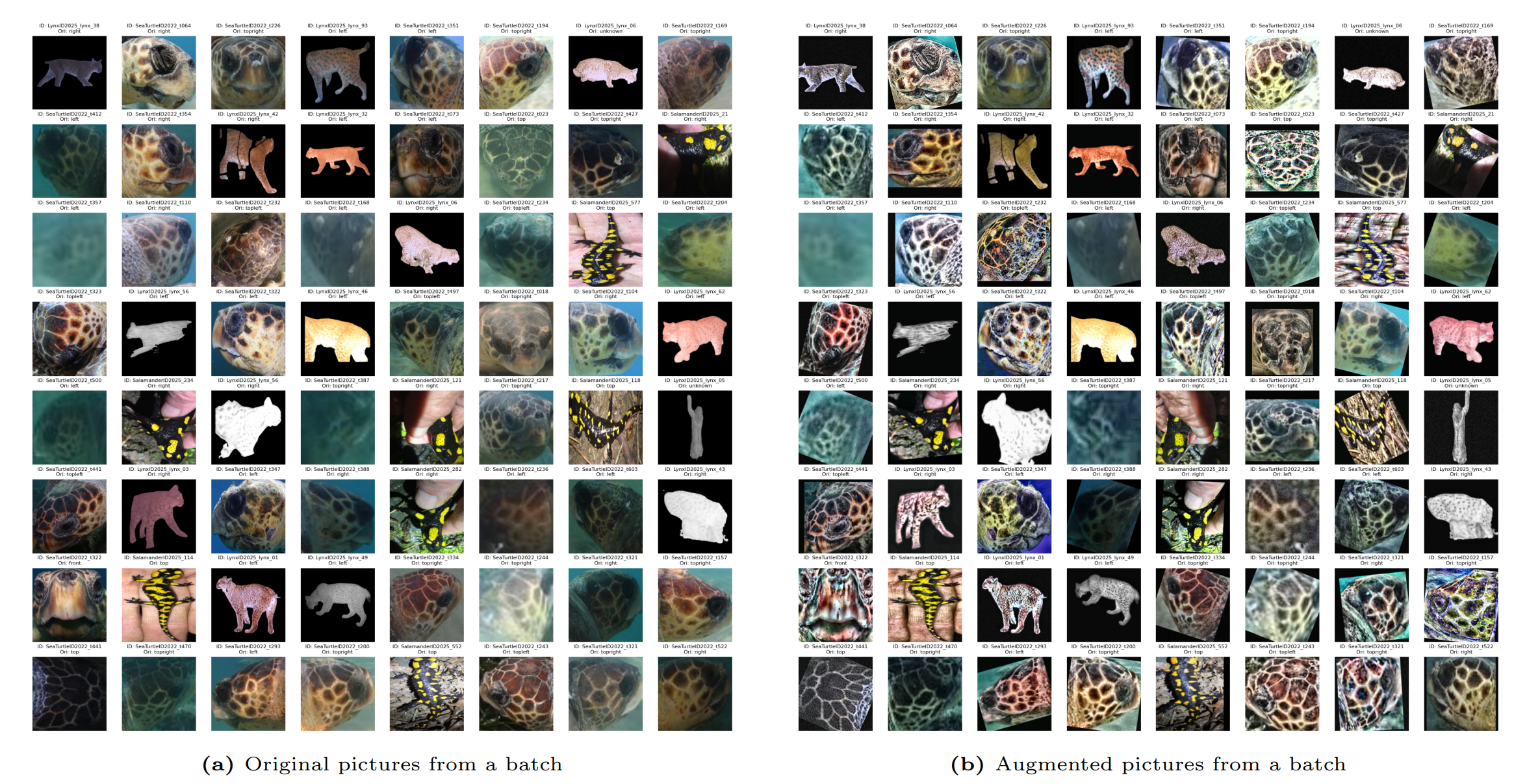 split and augmentation